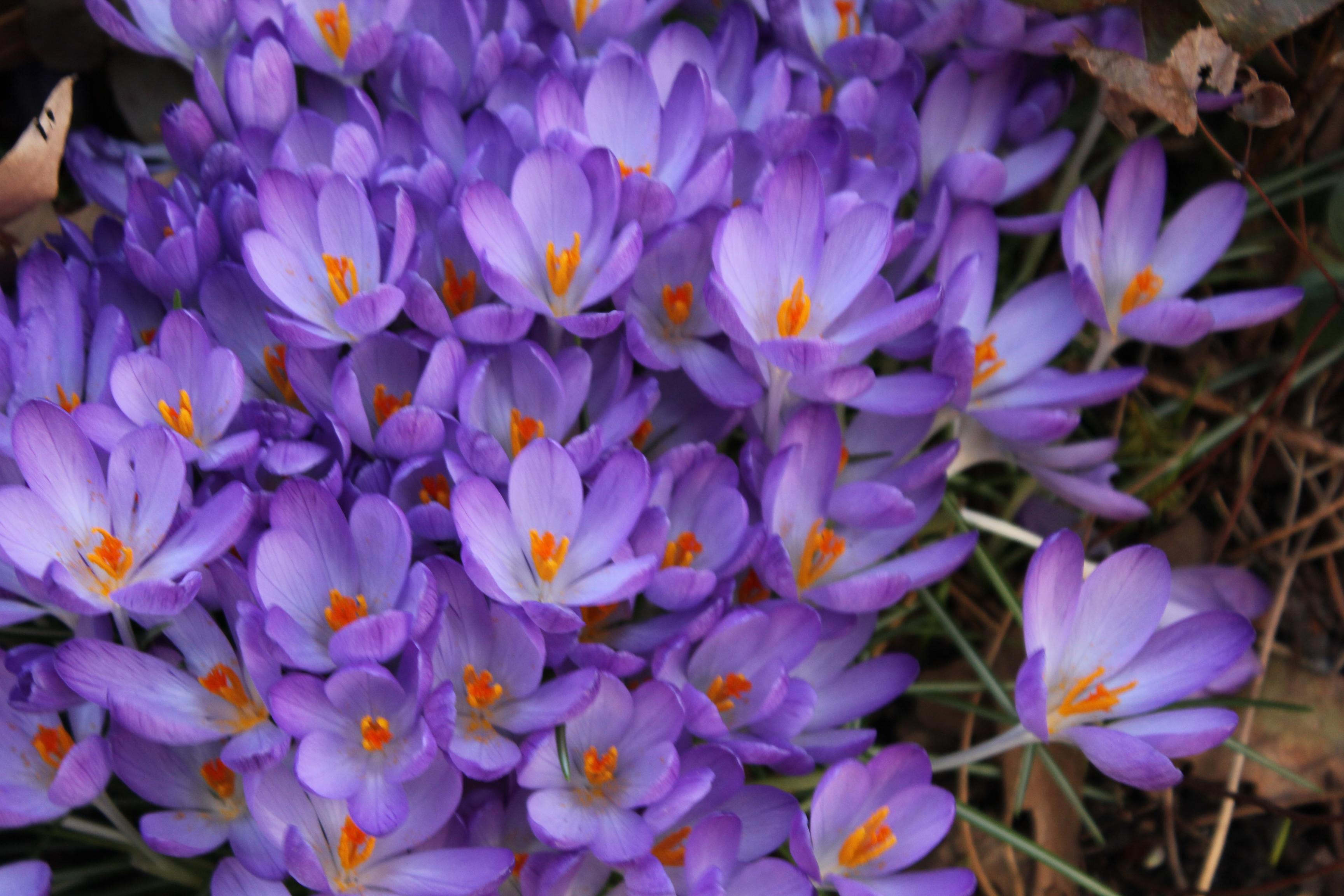 Blomster til efterår efterårsblomster