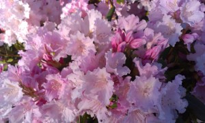 Lilla rhododendron