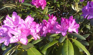 Lilla rhododendron