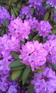 Lilla rhododendron