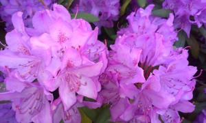 Lilla rhododendron