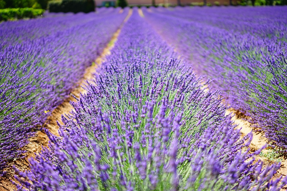 Lavendel flere flotte typer kan købes online Stue lavendel